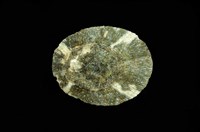 藏品(花笠螺)的圖片